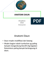 Daun Anatomi