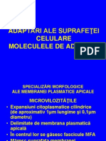 Curs Nr. 4 A Adaptari Si Adezivitate