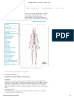 Cardiovascular System - Human Veins, Arteries, Heart