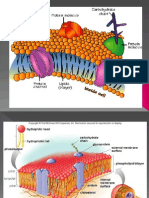 Membran Plasma