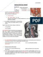 04-29 - Vascularizacion e Inervacion Del Perine