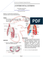 Intercostales Externos