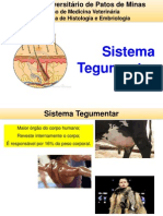 Sistema Tegumentar - Rosiane Gomes