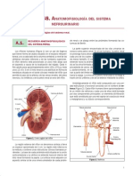 Anatomía y función renal en