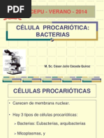 Reproducción y Tipos de Células Procariotas | PDF | Las bacterias ...