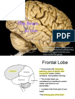 Http://Science - Nationalgeographic.co m/Staticfiles/NGS/Shared/StaticFiles/ Science/Images/Content/Humanbrain Vis304784 Ga - JPG