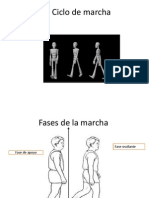 Ciclo de Marcha