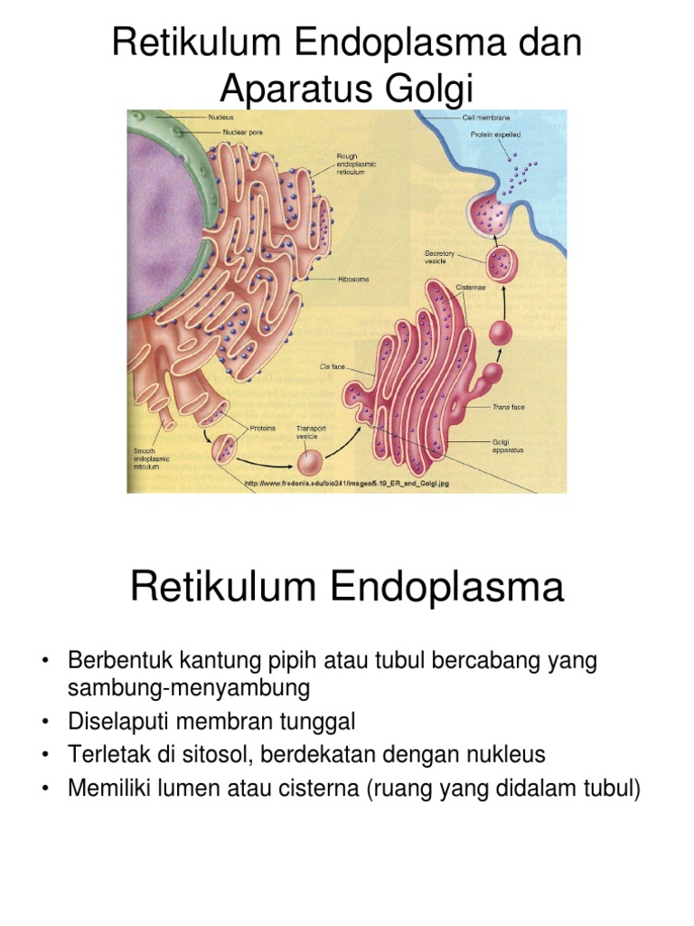 Sel yang mempunyai retikulum endoplasma dan badan golgi dalam jumlah banyak adalah