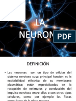 Neuronas: definición, características y funciones
