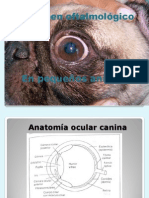 Examen oftalmológico canino completo