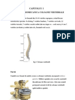 Coloana Vertebrală Este Formată Din 33