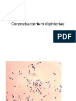 Corynebacterium Diphteriae