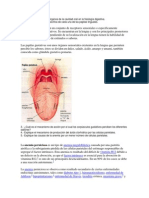 Describa La Función de Los Órganos de La Cavidad Oral en La Fisiología Digestiva