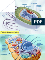 Presentación celula