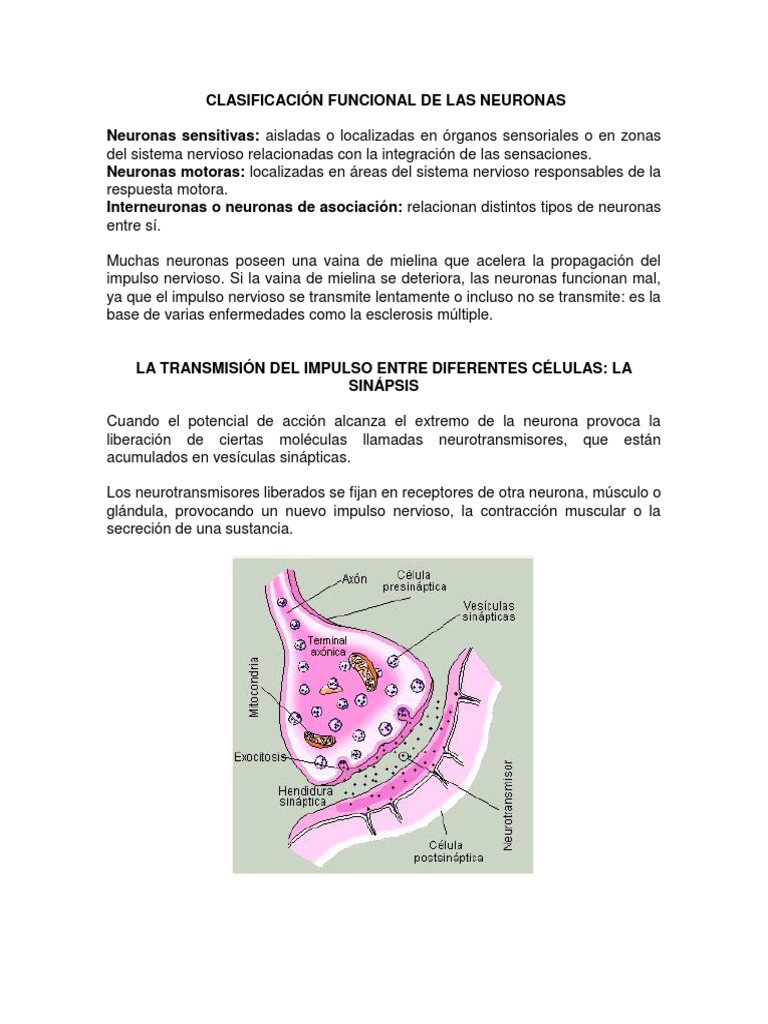 Clasificación Funcional de Las Neuronas | PDF | Neurona | Sinapsis