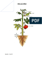 Parts of A Plant: Saurav Das Class III C