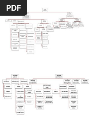 Mind Map Bio