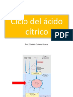 Ciclo Del Ácido Cítrico