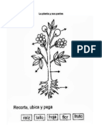 Las Partes de La Planta