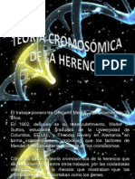 Teoria Cromosomica