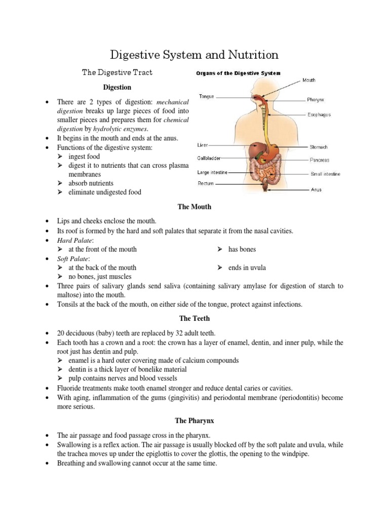 Digestive System and Nutrition PDF Human Digestive System Digestion