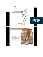 Plexo Lumbar