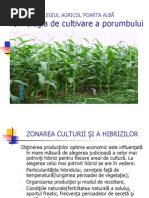 Tehnologia de Cultivare A Porumbului