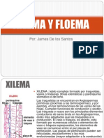 Xilema y Floema