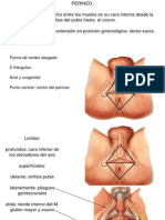 Fosa Isquiorrectal - Perineo