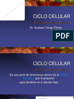 Tema 8 Ciclo Celular