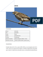 Catalogo de Aves Pascacio