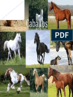 Caballos