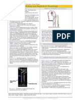 HPH_CS17_KidneyAndNephronalPhysiology