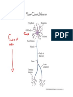 3 Neurons and Signaling 4-10