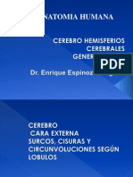 Cerebro Morfologia Externa-Corteza Cerebral y Arias Cortical