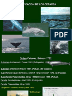 Clasificación Cetacea