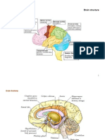 Brain Structure: Functional Areas