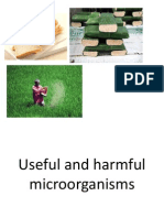 Useful Harmful Microorganisms