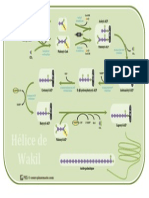 Biosinteza Ac Grasi