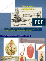 Leccion 16 Los Platelmintos Generalidades