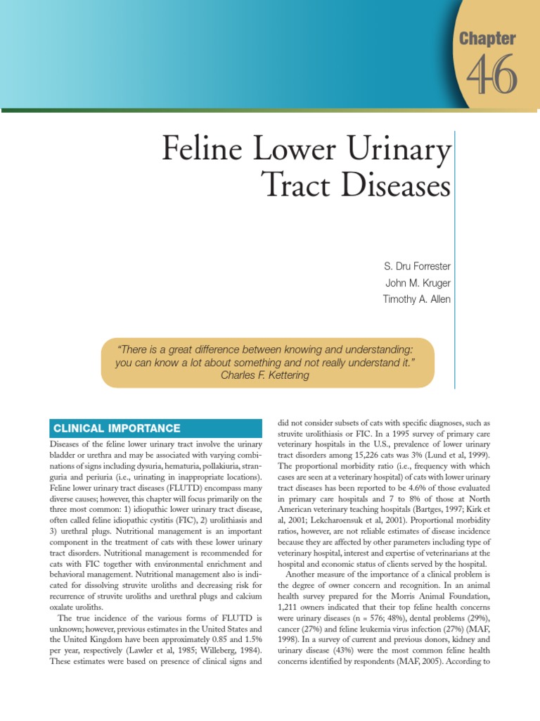 Thumbnail for Feline Chronic Kidney Disease And Urinary Incontinence Treatment Options