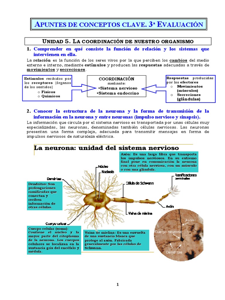 Función y Estructura del Sistema Nervioso | PDF | Neurona | Hormona