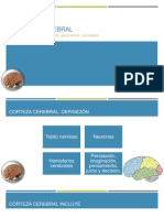 Corteza Cerebral