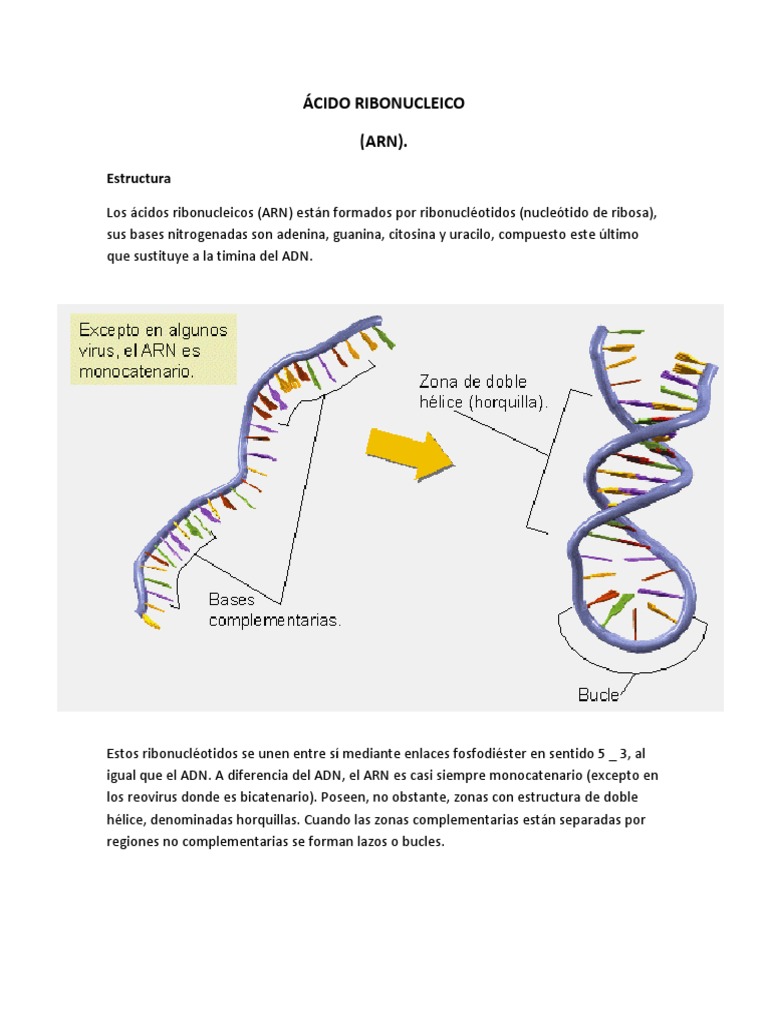 Ácido Ribonucleico (ARN) . Estructura Rna