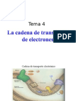 Tema 4.4 Cadena Respiratoria y F. Oxidativa