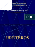 Ureteros y Tendones