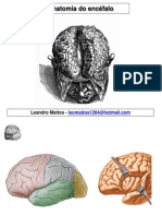 Anatomia Do Encéfalo Radiologia