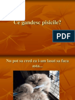  Ce Gandesc Pisicile