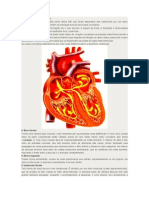 Anatomia Geral Do Coração