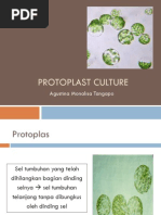 Download Kultur Jaringan AT2014 Protoplast Culture by Rhiny Anggreiny SN224755266 doc pdf